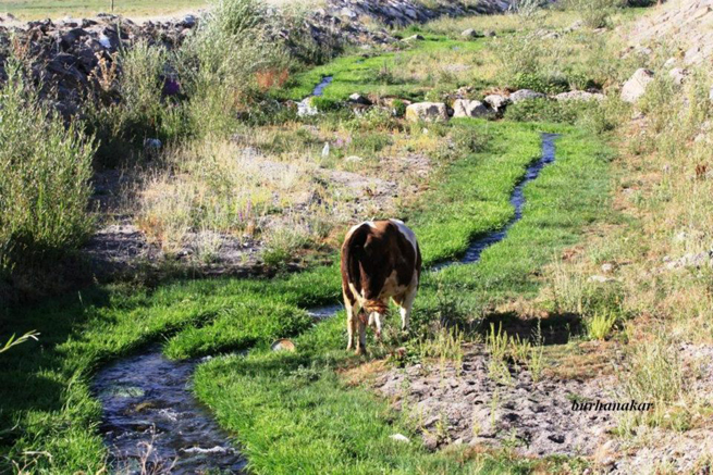 Birbirinden Güzel Adilcevaz Resimleri 44