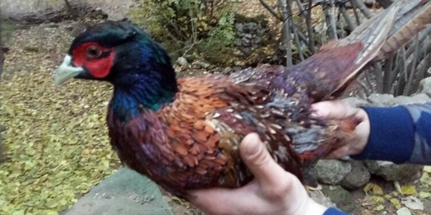 Nesli Tükenmekte Olan Sülün Kuşu Bitlis’te Görüntülendi