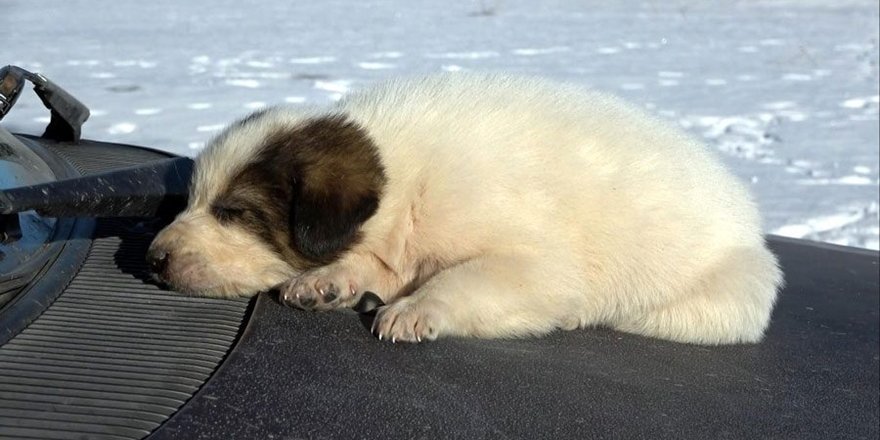 Çaya Düşen Yavru Köpeği Kurtarmak İçin Buz Gibi Suya Girdi