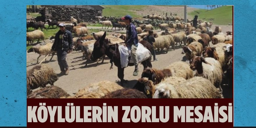 Adilcevaz’da Hayvan Yetiştiricilerinin Zorlu Mesaisi