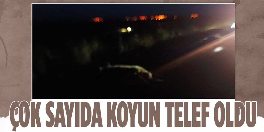 Otomobilin Çarptığı Çok Sayıda Koyun Telef Oldu