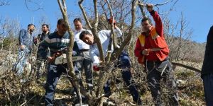 Bitlis'te 10 Bin Bıttım Ağacı Aşılanacak