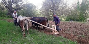 Çiftçinin Vazgeçilmezi 'Karasaban'