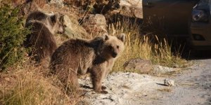 Nemrut'taki Kardeş Ayılardan Biri Kış Uykusundan Sonra Görülmedi